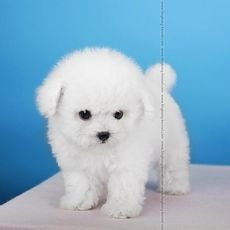 什么狗又可爱又便宜又好养啊？？？要有图片。。。