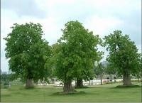 菩提树是什么树