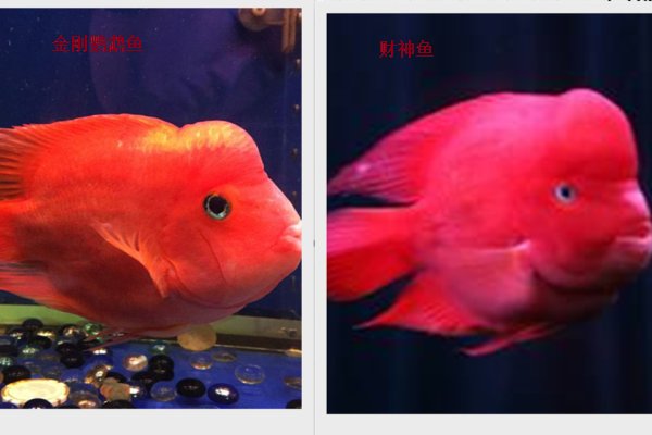 金刚鹦鹉鱼和财神鱼怎么分别?