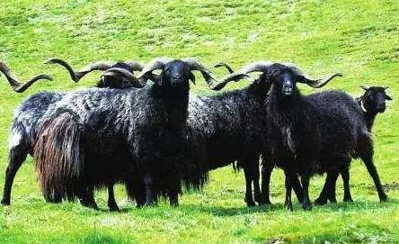 青海有哪些特产