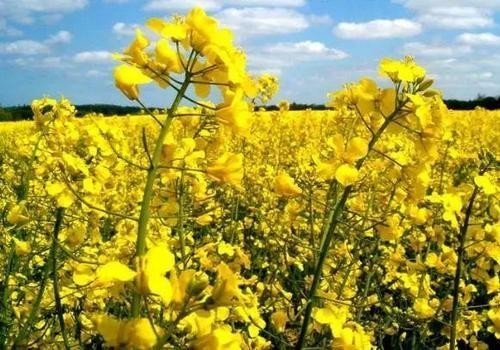 芥花籽油到底有没有危害?