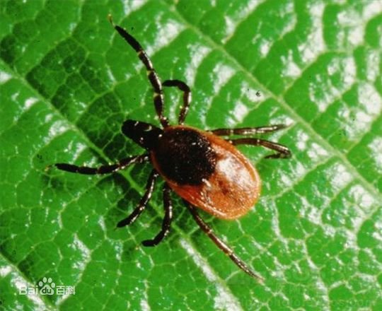 蜱虫长什么样子