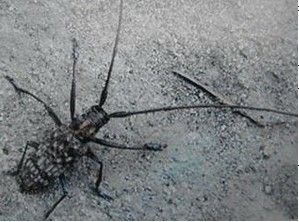 松墨天牛的防治措施