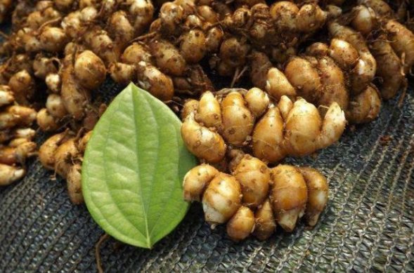 沙姜和生姜的味道有什么区别