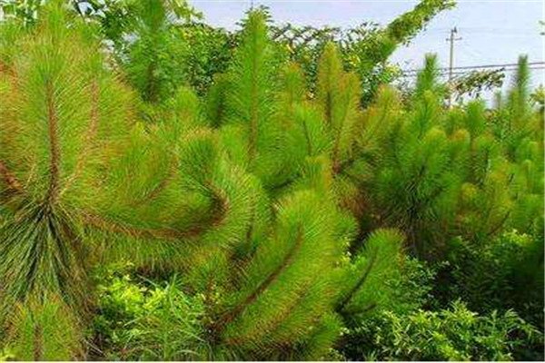 裸子植物有哪些(举例十个)