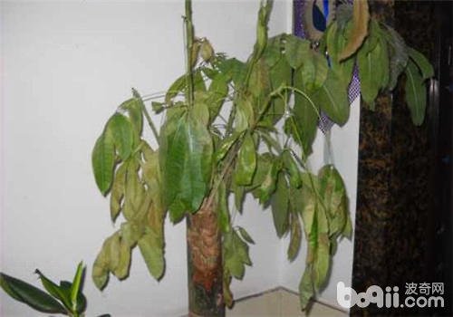 发财树叶子发黄怎么处理怎么补救