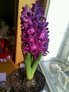 风信子的花期一般多长时间!!!!