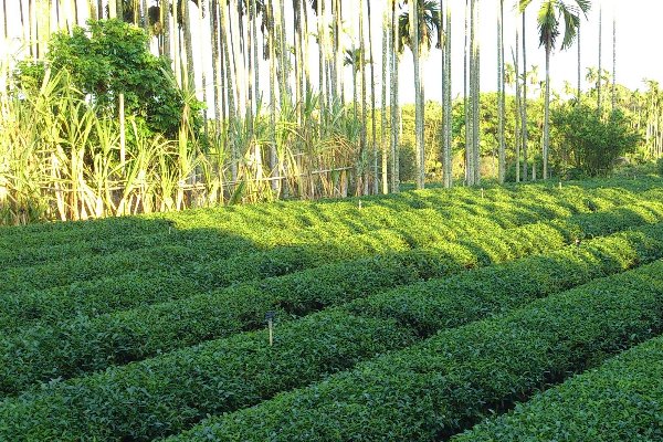 茶叶排行榜前10名分别是哪些品牌?