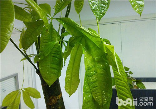发财树叶子发黄怎么处理怎么补救