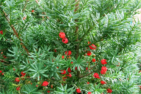 裸子植物有哪些(举例十个)