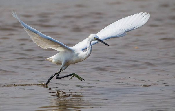 白鹭的说明文100字？