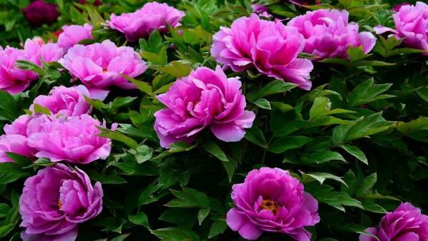 全国代表连续4年建议，将牡丹作为国花，为什么选牡丹作国花？