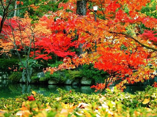 四川米亚罗旅游求攻略