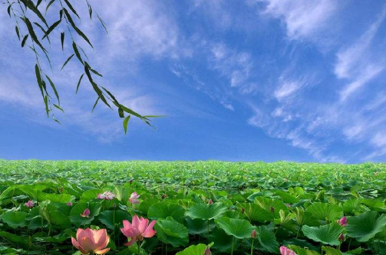 毕竟西湖六月中全诗的意思是，只需要20个字