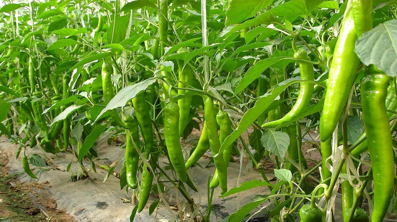 辣椒种植的时间和方法是什么？我们应该如何种植？