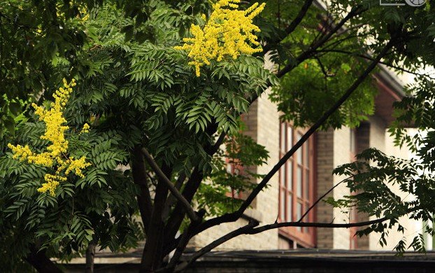 灯笼树的植物特点