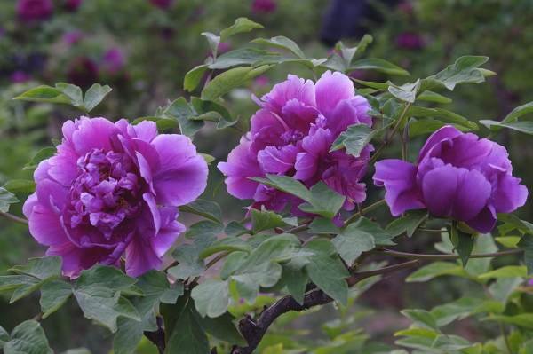 全国代表连续4年建议，将牡丹作为国花，为什么选牡丹作国花？