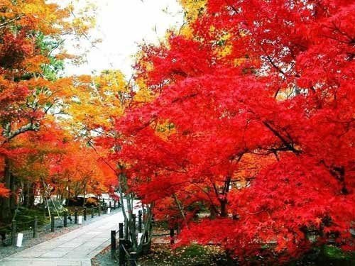 四川米亚罗旅游求攻略