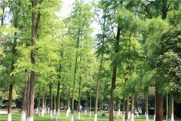 裸子植物有哪些(举例十个)