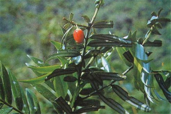 裸子植物有哪些(举例十个)