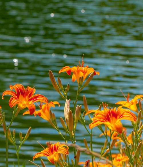 萱草是什么，要什么意义象征之类的？