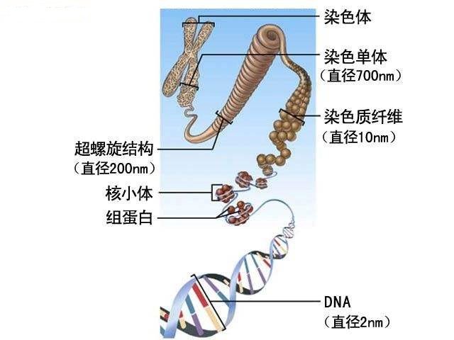 XX和XY哪个是儿子的染色体