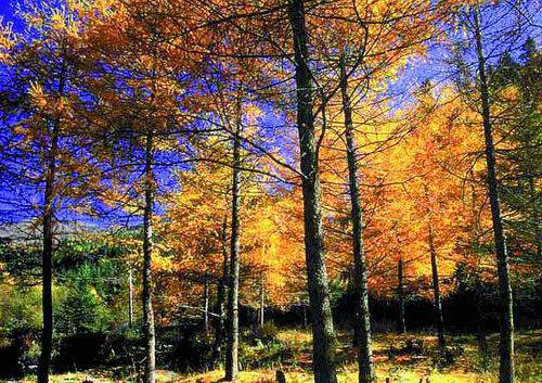 四川米亚罗旅游求攻略