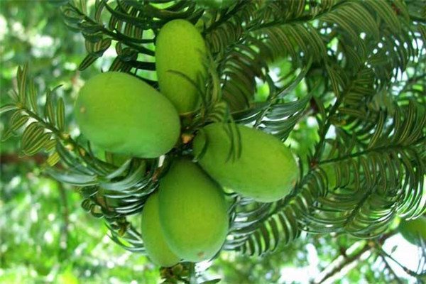 裸子植物有哪些（举例十个）