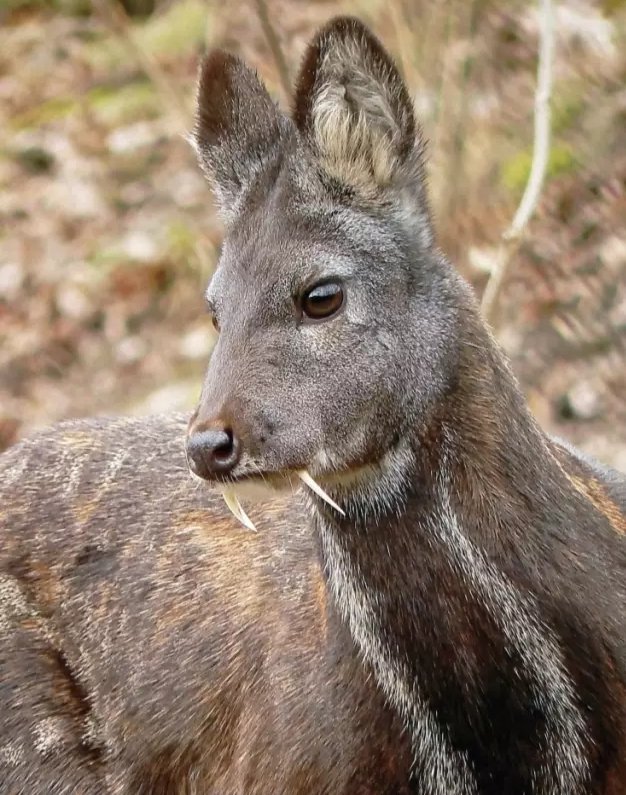 黑麝的獠牙是干什么用的？