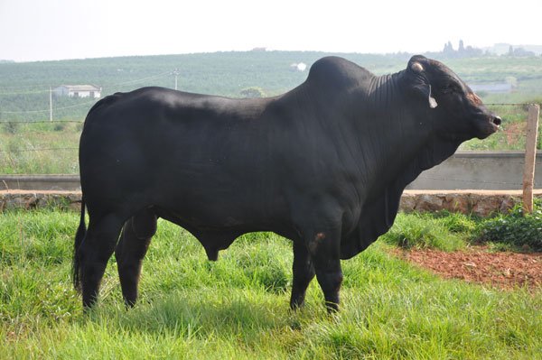 黑毛和牛的和牛培育法