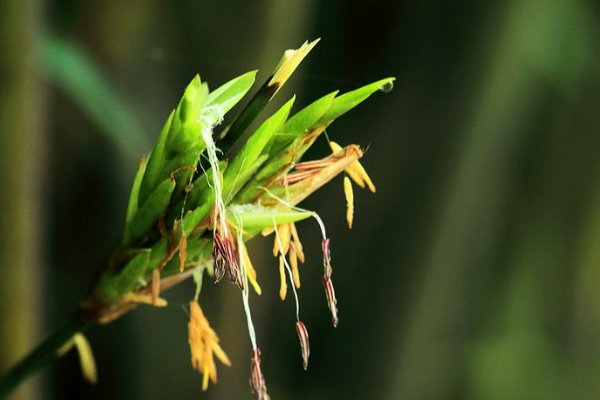 竹子开花意味着什么?