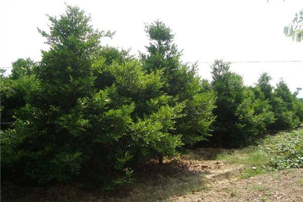 裸子植物有哪些(举例十个)