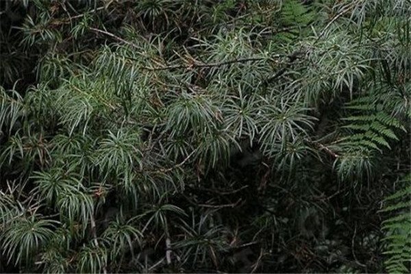 裸子植物有哪些(举例十个)