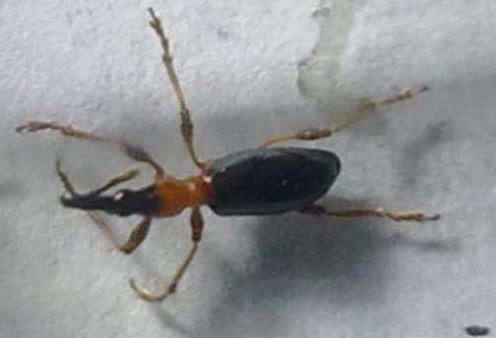 怎样防治隐形虫？