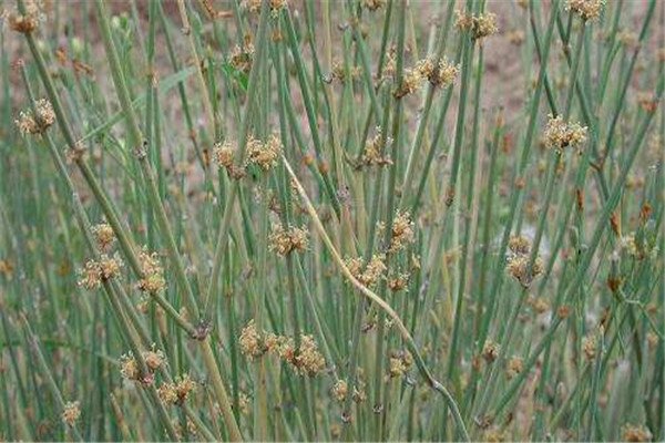 裸子植物有哪些(举例十个)