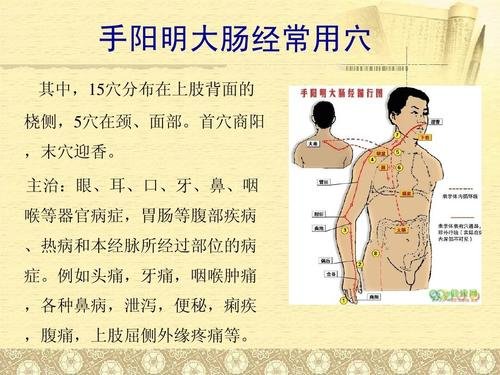 阳明经穴位在什么地方