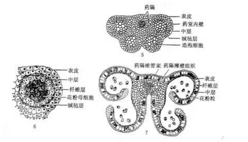 百合成熟花药横切简图
