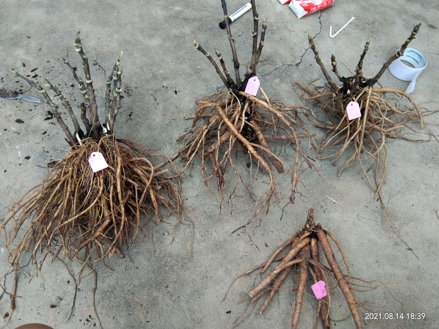 牡丹花什么时候种植？