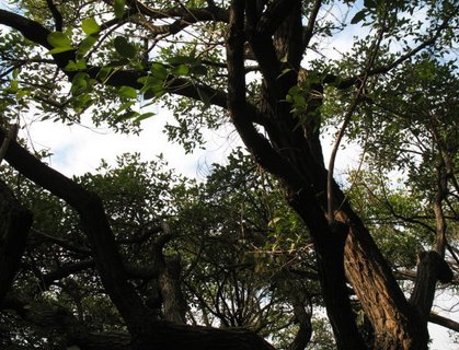 刺桐树是否有刺