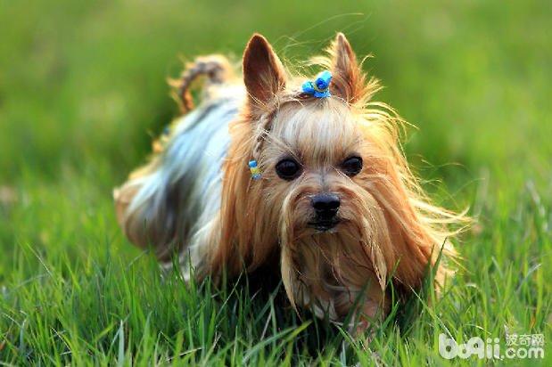 约克夏多少钱一只?