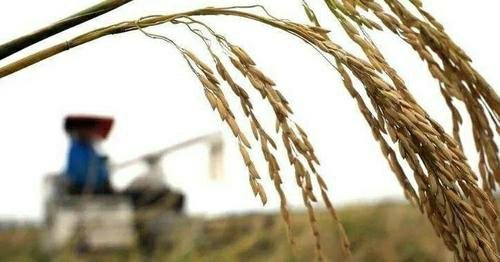 今年夏天罕见高温干旱,为什么何秋粮还丰收呢?