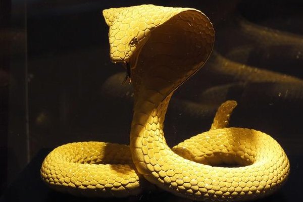 起居无时打一最佳生肖