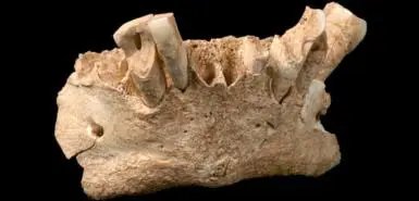 以色列发现新型远古人类化石，科学家对其进行研究后有何发现？