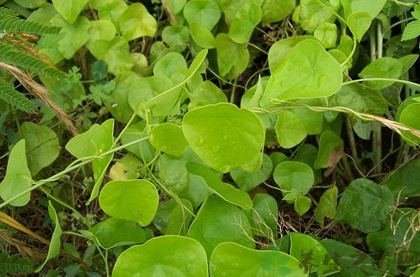 能抑制新冠的千金藤素到底是什么来头?以前被作用于什么?