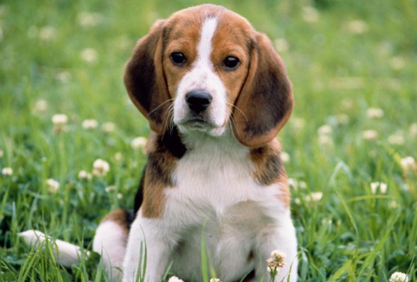 反哺之私指什么生肖