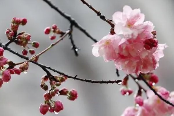 上官婉儿的诗句经典