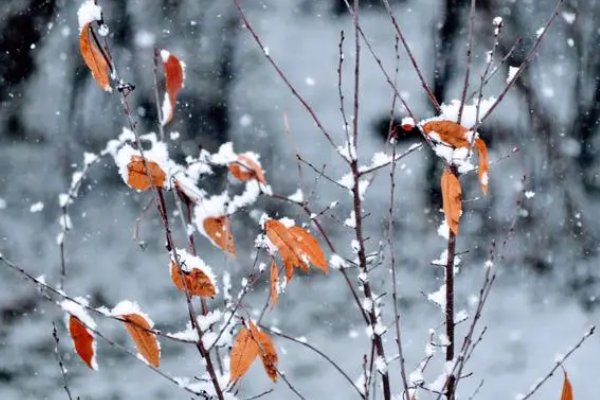 天下撒来云母粉是描写小雪时节的诗句