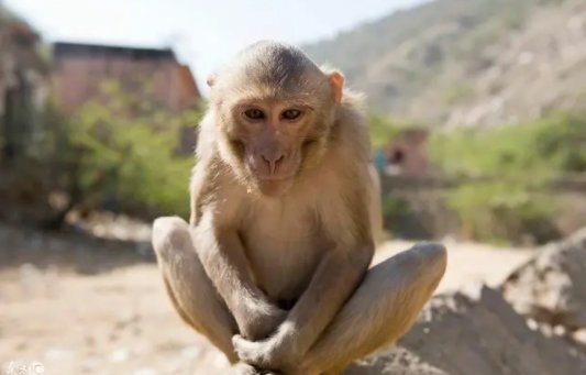 申时属什么生肖