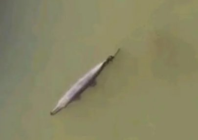 汝州为抓一条鱼用一个月把湖水抽干,如此大费周章值得吗?