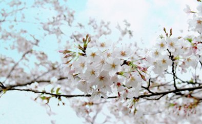 人间最美四月天的下一句是什么？